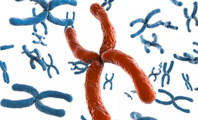 无性生殖到有性生殖的进化,无性生殖是怎么进化成有性生殖的