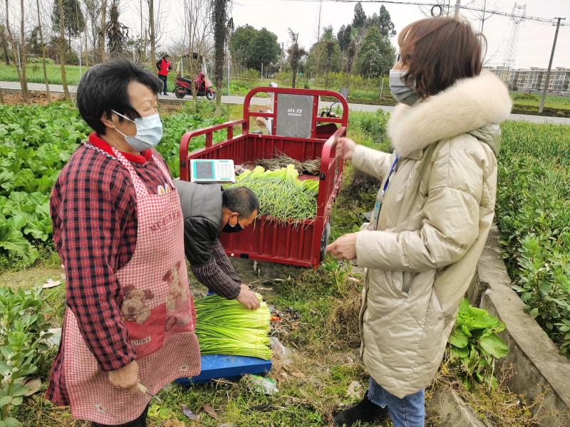疫情期间卖蒜苔怎么样了,疫情期间蒜苔销售方式变化