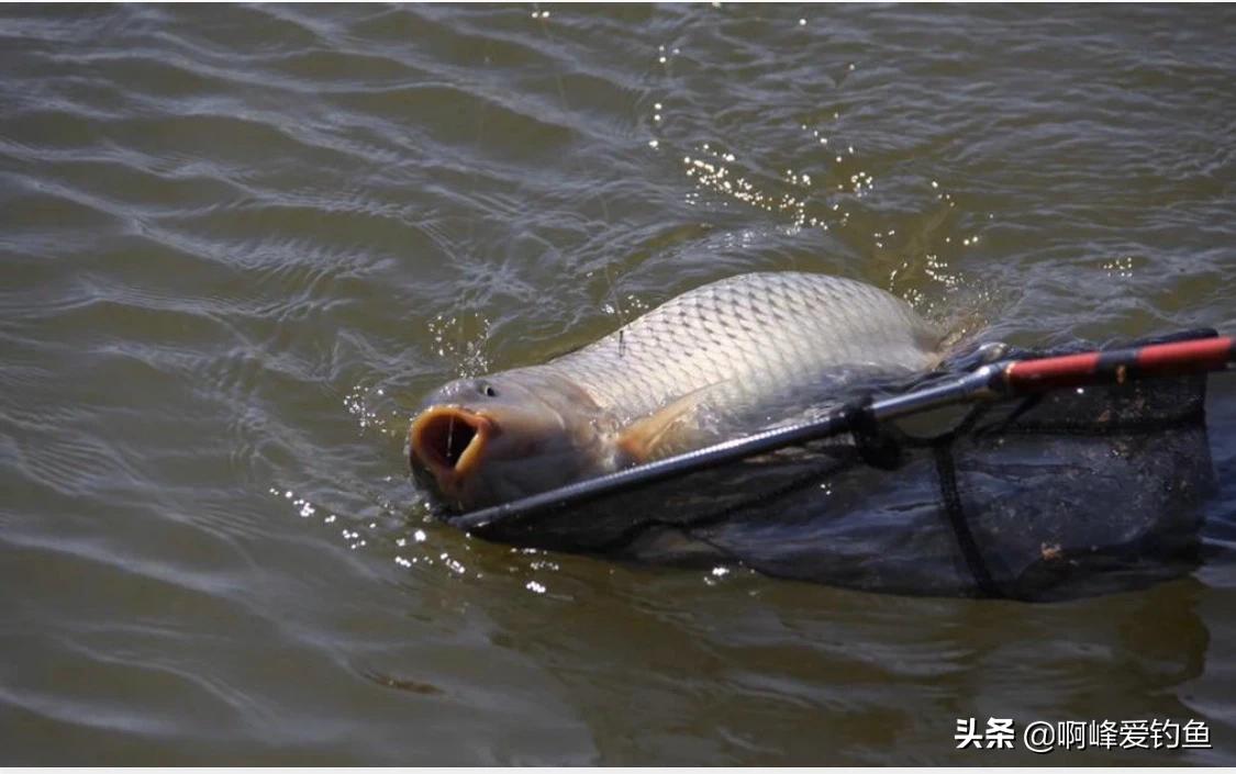 颗粒钓饵钓鱼效果好吗,颗粒窝料钓鱼