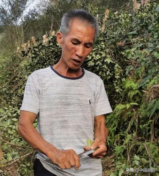 姬松茸撑起“致富伞”，特色产业种出新希望