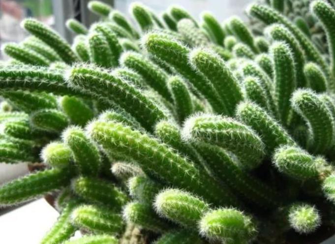 仙人指路健体,仙人指路伤害不高