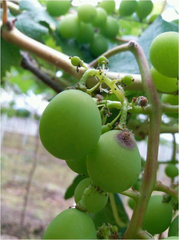 雨后的葡萄是什么样子,雨后的葡萄漂亮吗