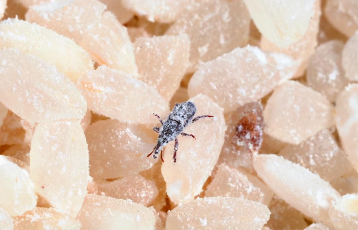 麦牛如何消灭,为什么谷物放久了会生虫