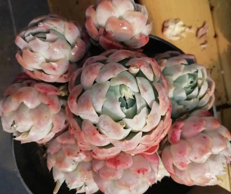 多肉养出状态来有多美？这102种多肉控养上色之后美呆了