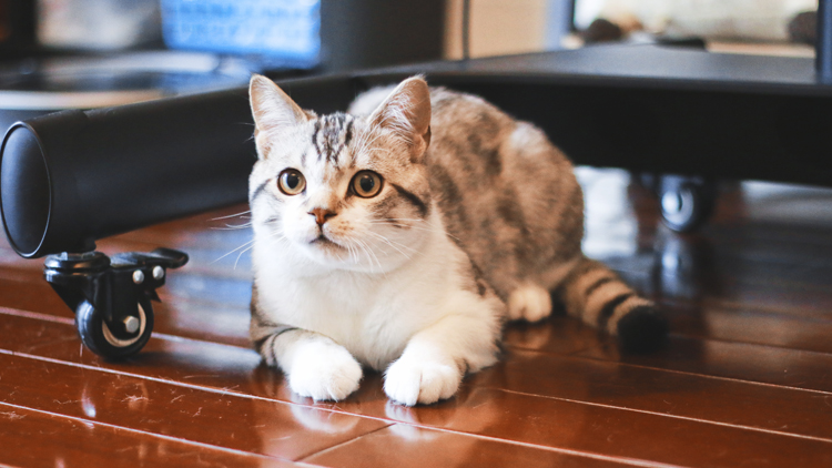 猫咪食欲不振怎么办豆瓣,猫咪食欲不振越来越瘦吃什么药