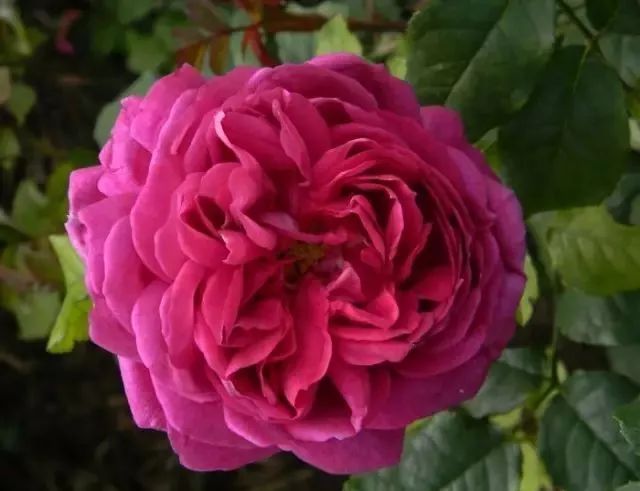 一万年一次的2020520；一起认识100种玫瑰~别送错啊