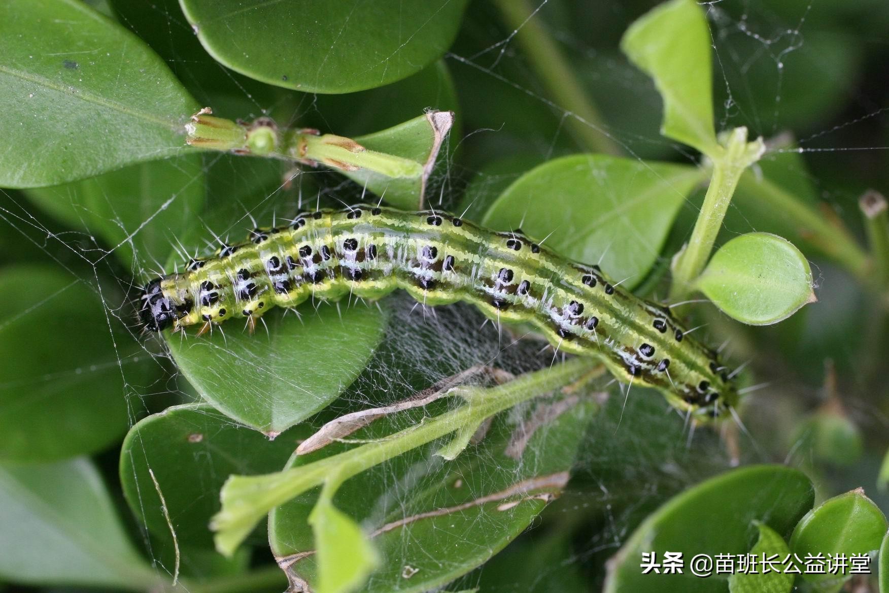 瓜子黄杨绢叶螟防治方法,黄杨绢野螟成虫用什么药