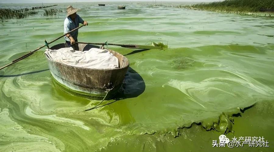 蓝藻是否都是有害藻类,蓝藻的爆发原因及处理方法