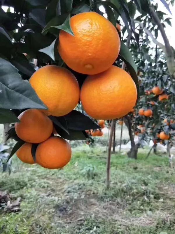 家乡的果子,家乡特产果子图片