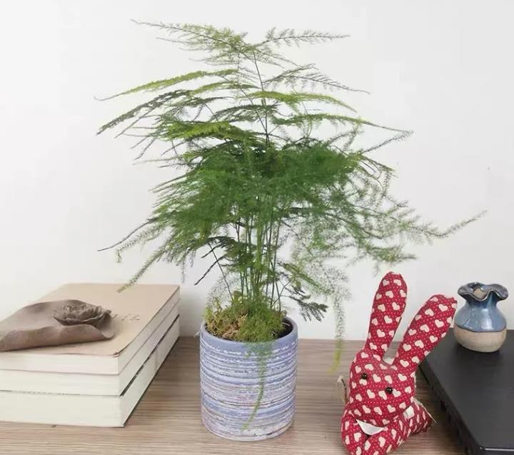 文竹叶子枯萎但根部还绿怎么办,文竹叶子枯了会返青吗