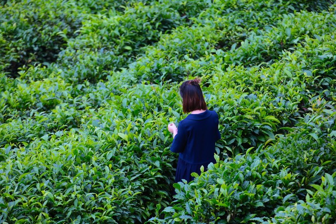 苍山的正确打开方式——做一日清闲山里人