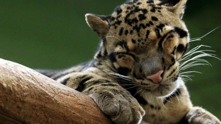 地球历史中最厉害的食肉动物,世界上有什么食肉动物