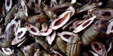 吃槟榔为什么要割舌,吃槟榔为什么割舌