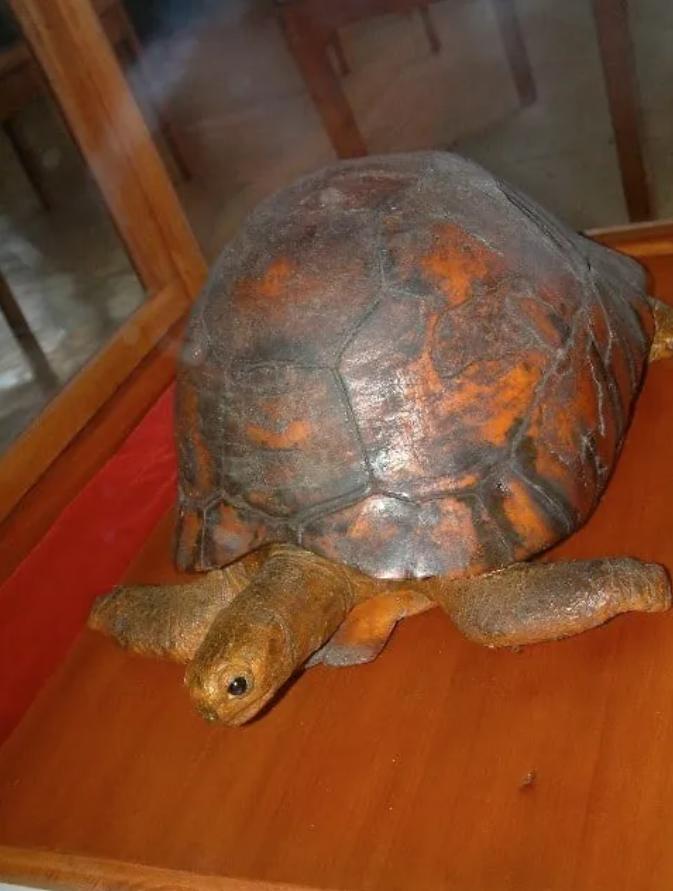 乌龟为什么能活那么多,乌龟为什么能活得那么长时间