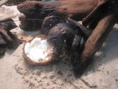 仗着是保护动物，澳洲椰子蟹有多横行霸道？