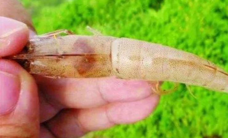 对虾吃料最快是哪个阶段,对虾吃料慢的解决办法