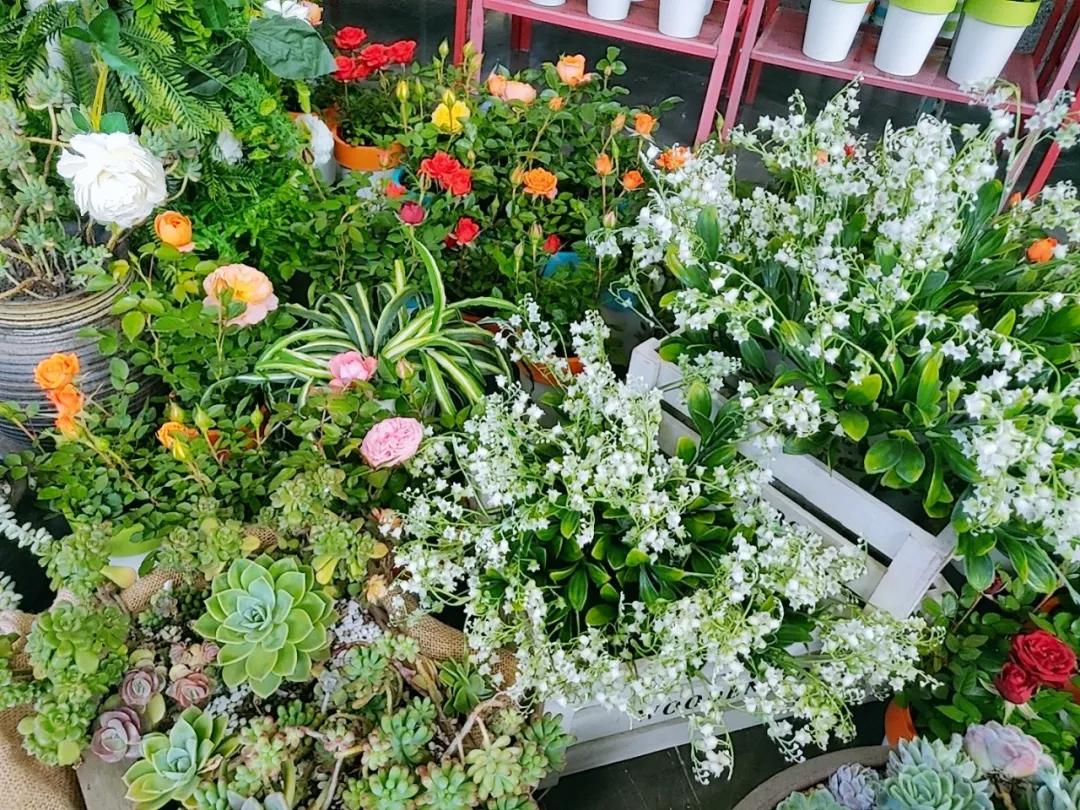 免费领！新华·维港城“绿色甜城”计划，业主免费领绿植