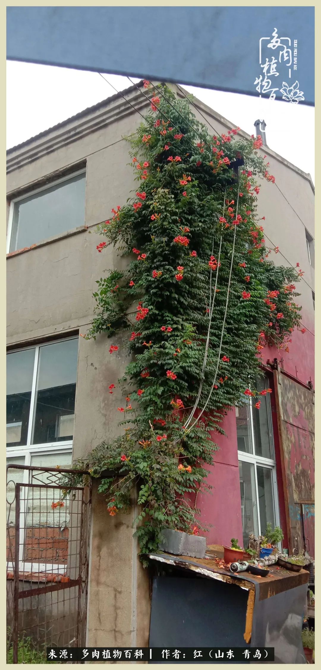 度夏多肉秋天发根,度夏坚强活下来的肉肉们