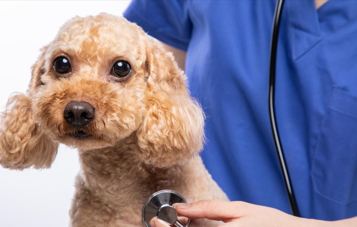 挑食的泰迪吃哪种狗粮,泰迪挑食泡狗粮用勺子喂