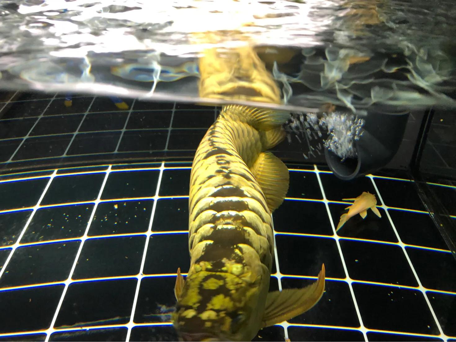 怎么用滤材做奶糕,用滤材做奶糕的做法