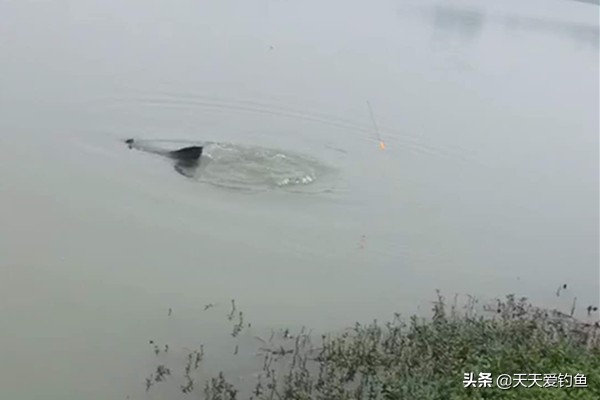 钓大物技巧视频,冬季野钓取物技巧口诀