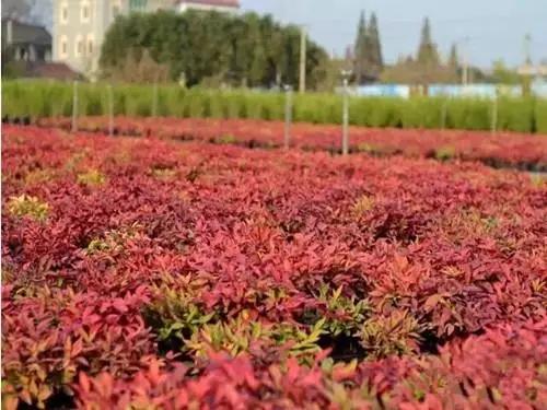 郊区园林绿化苗木品种,河南园林绿化苗木品种