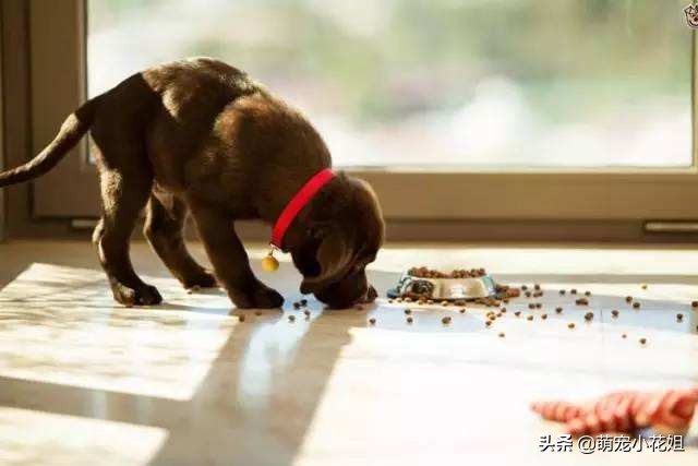 如何辨别狗粮好坏和选择的方法,狗粮泡水里怎么确认是好狗粮