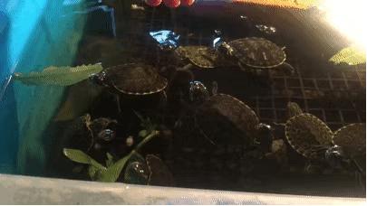 如何提高龟的互动性,养龟怎么和龟互动