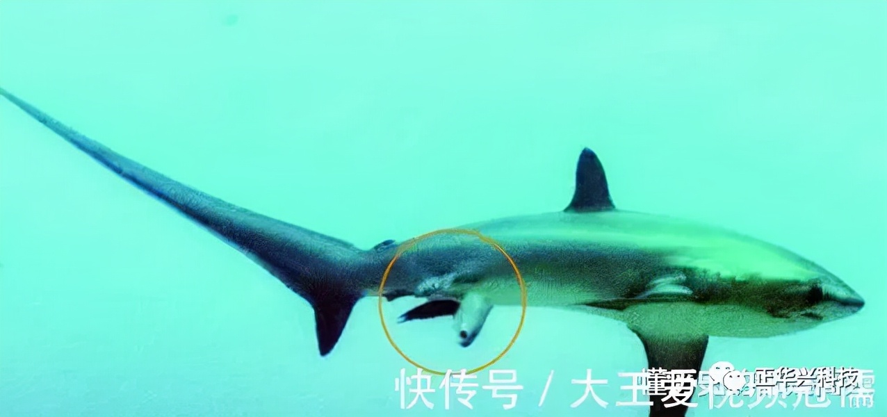 世界上三个未解之谜,世界四大未解之谜一个比一个神秘