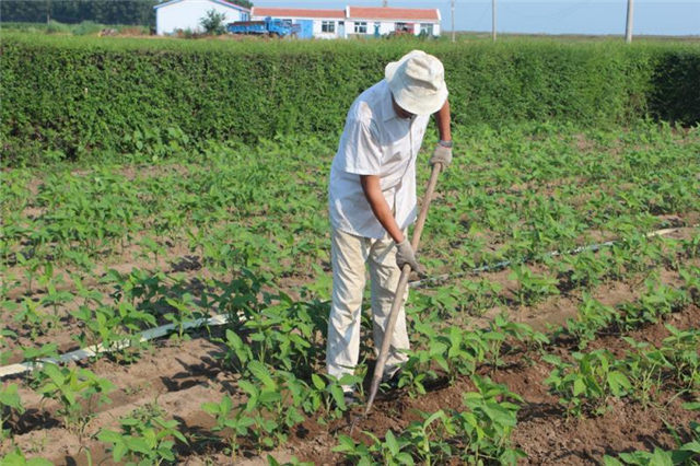 有机蔬菜是不是智商税,为什么说有机蔬菜是交智商税