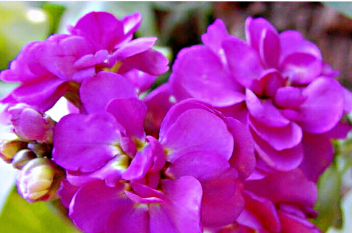 非洲紫罗兰盆栽,紫罗兰花卉盆栽图片