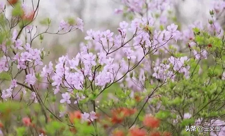 当角们走近东屏|浙江台州三门县雨中漫步游记
