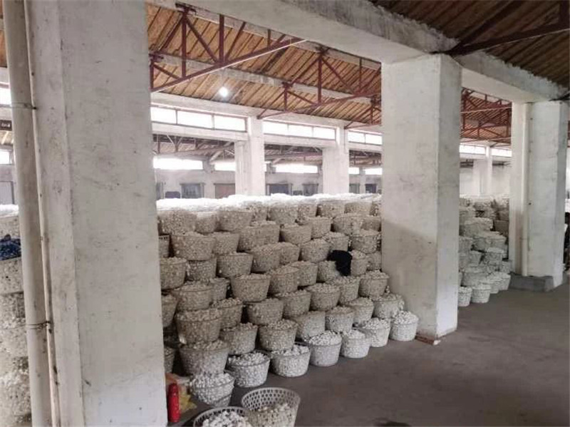 鑫缘集团保护价收茧，海安蚕农超预期受益