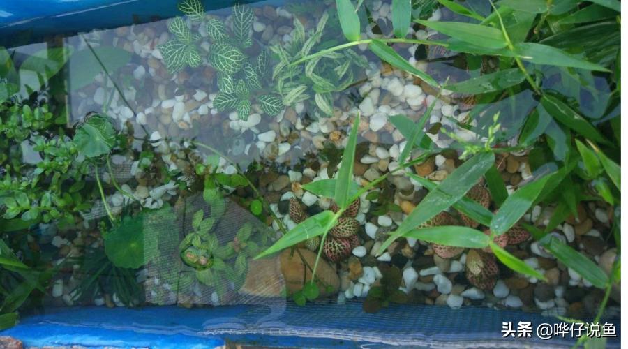 免换水鱼缸是真的不用换水吗,辟谣圆形鱼缸对鱼的危害