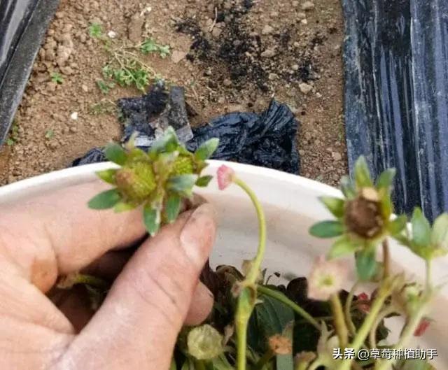 低温冷害对草莓的伤害有哪些,草莓低温受冻了