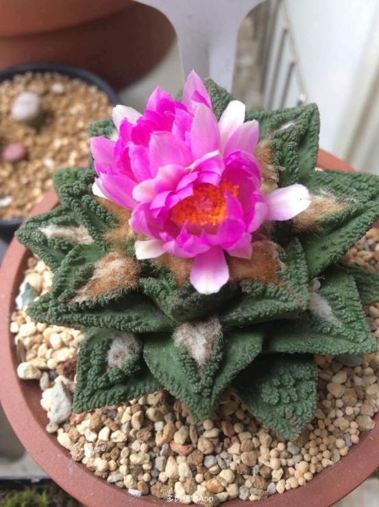 仙人掌要怎么养才能结果,仙人掌怎样才长叶子