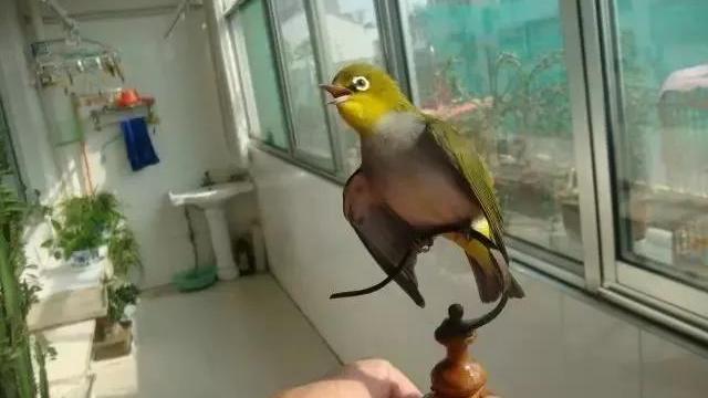 白眼圈鸟多大会飞,白眼圈的鸟