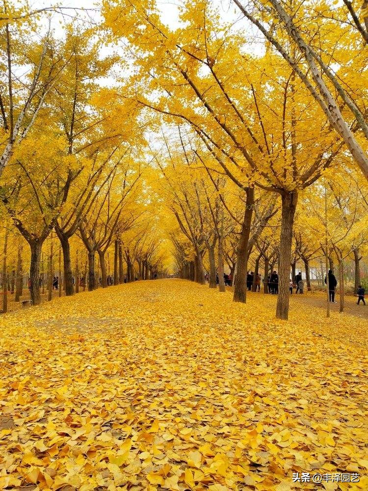 2022银杏树行情分析,银杏树最新行情