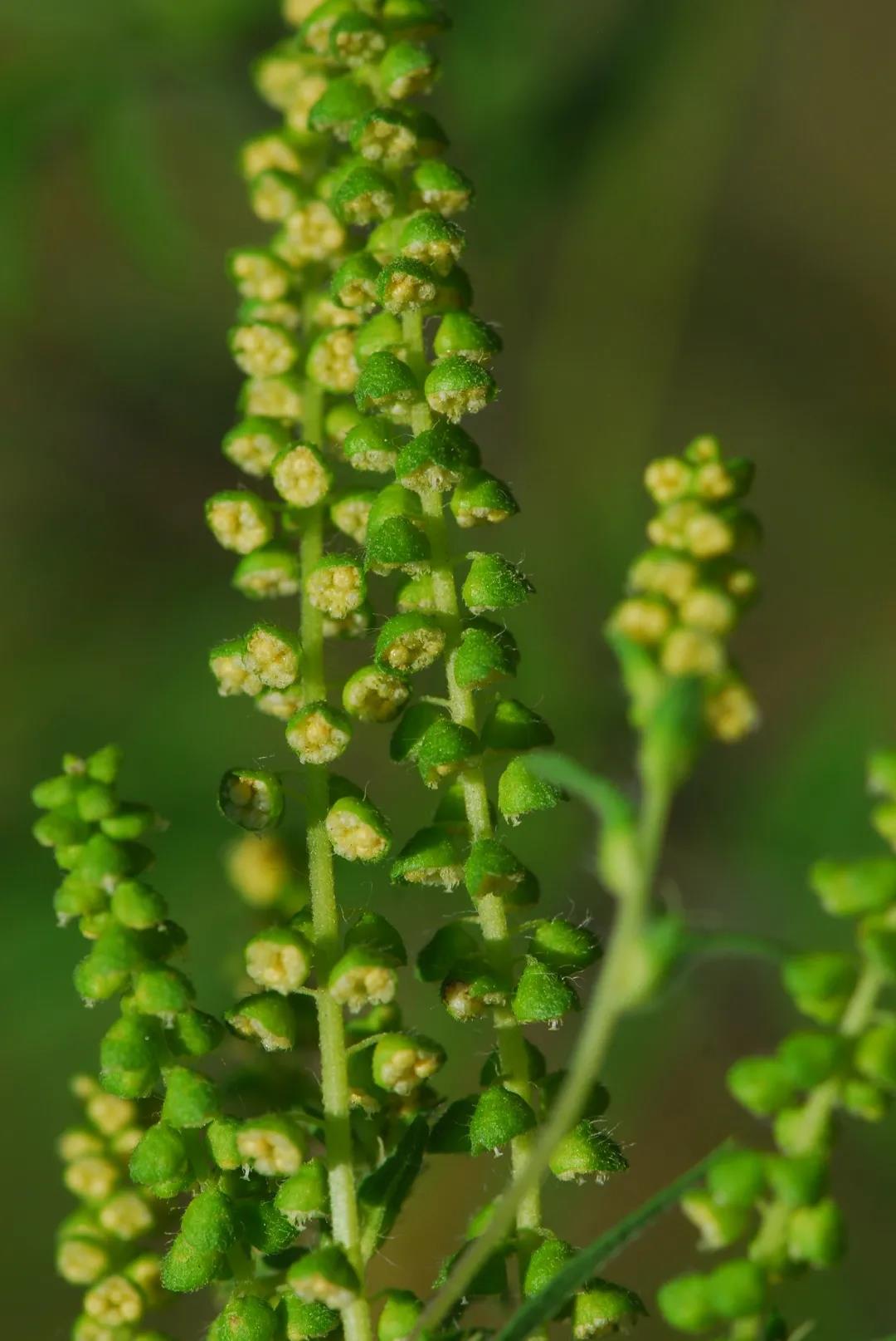 看花与哲学有什么关系？听听博物君刘华杰怎么说|荐展No.80