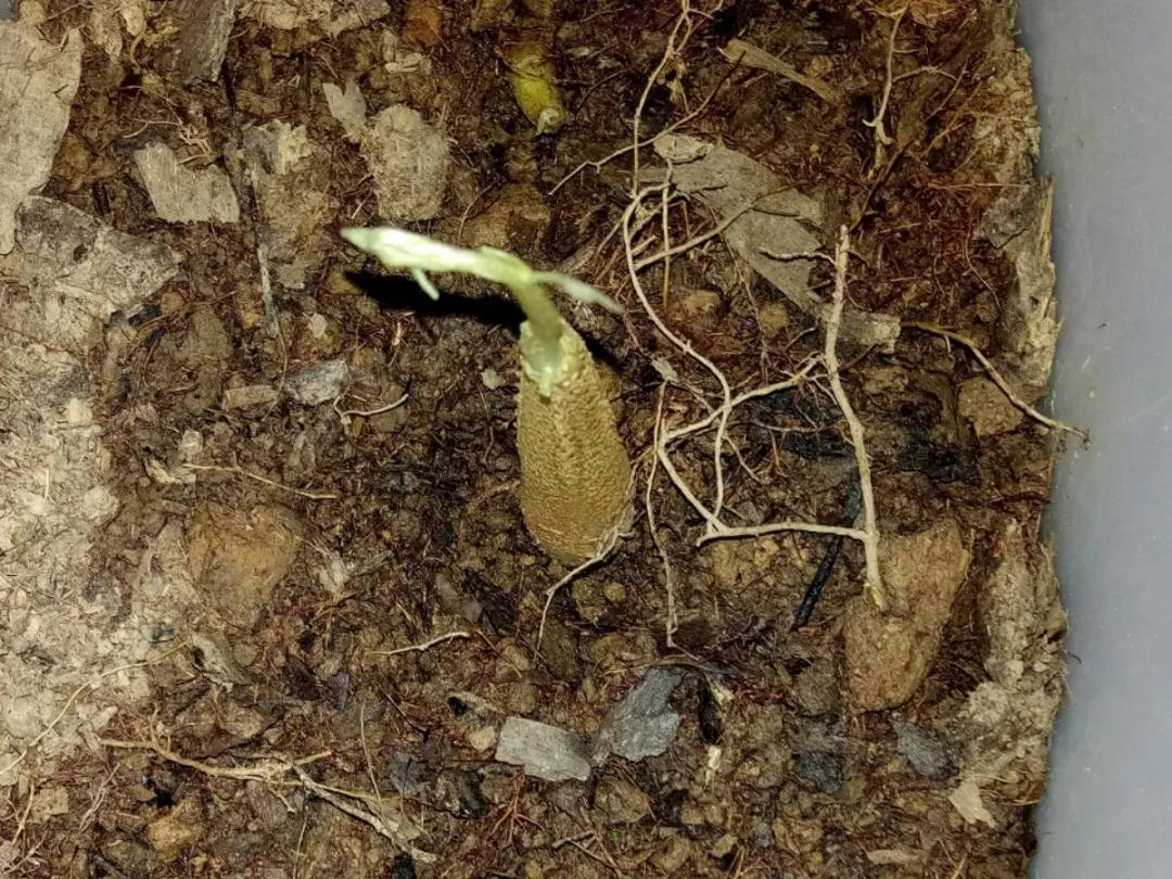 芒果核种芒果的过程,菠萝芒果核种植视频
