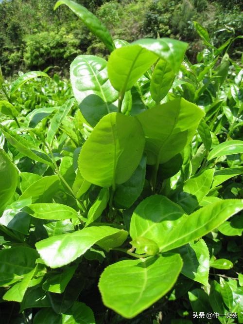 中国申奥第一茶：香气以其花果香、清香、浓强持久且耐泡为佳