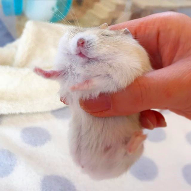 仓鼠太懒不爱运动,仓鼠幼鼠很懒怎么办