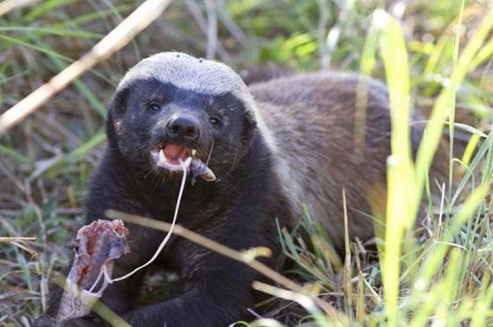 平头哥和毒蛇狭路相逢,平头哥与毒蛇对决
