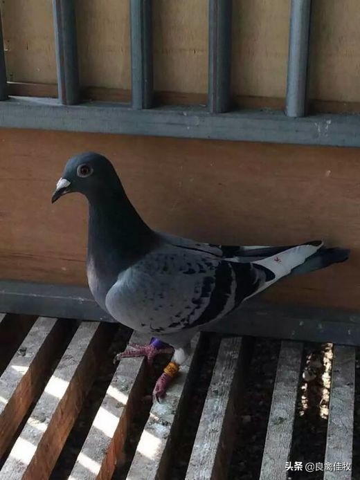 鸽子的常见疾病及治疗方法,鸽子常见疾病及治疗方法大全