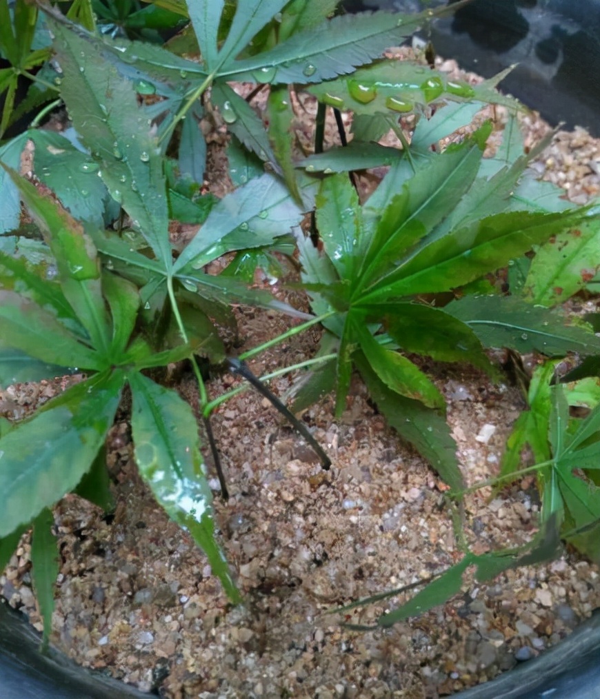 红枫如何提高观赏性,红枫扦插用老枝条好还是嫩枝条好