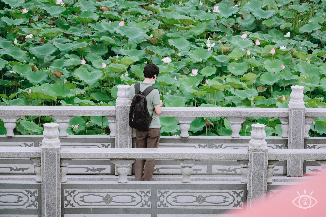 深圳洪湖公园7月18号还有荷花吗,深圳洪湖公园现在有荷花开吗