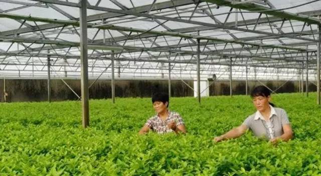 国家农业综合开发项目,国家现代农业产业园有何扶持政策