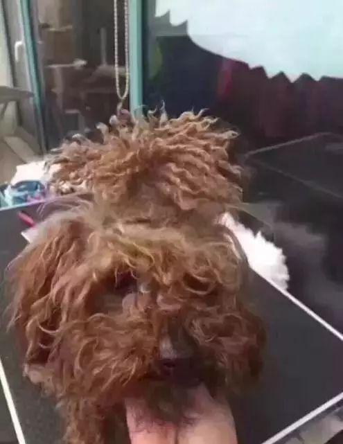 没有对比就没有伤害妆前妆后,泰迪的美容前后对比