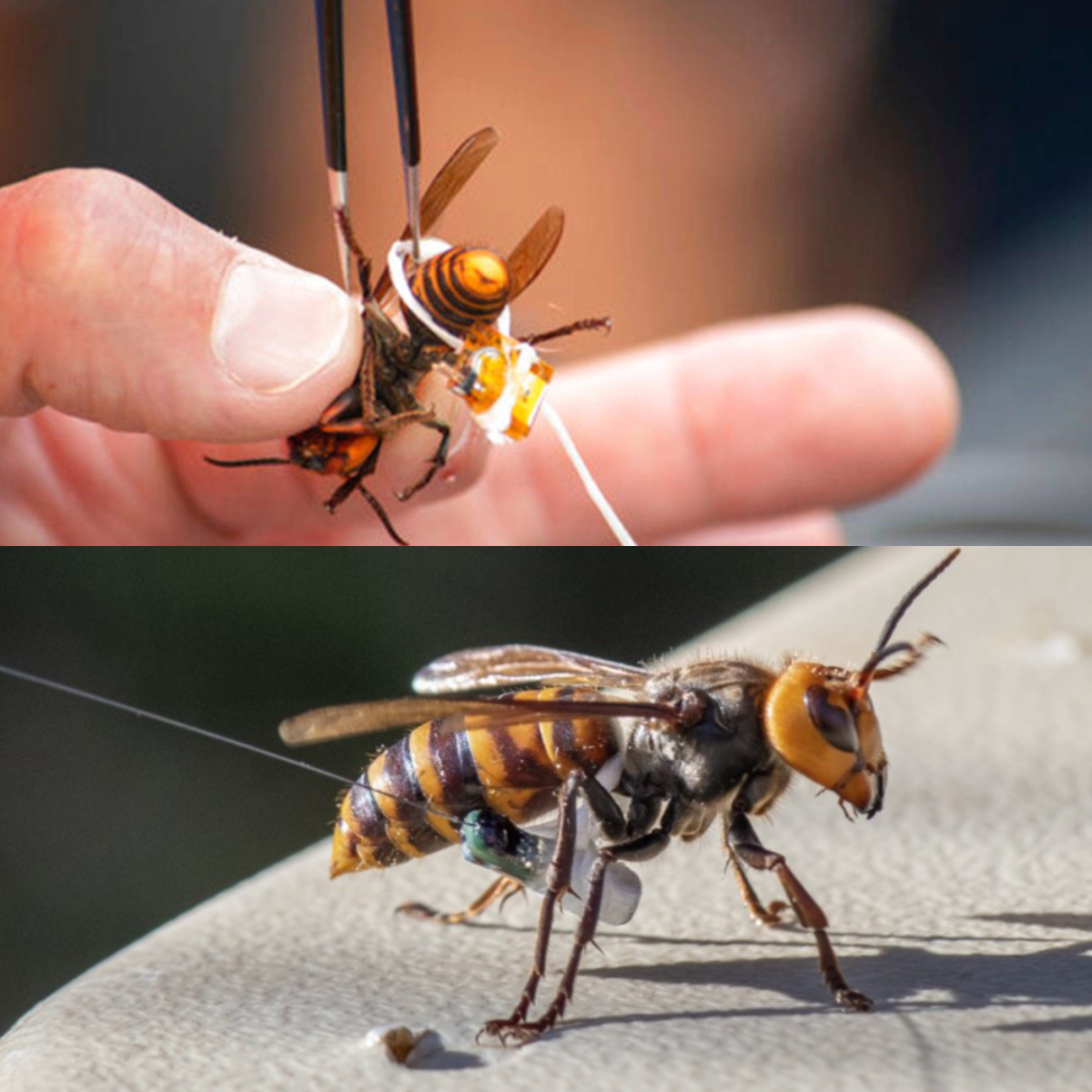 杀人蜂为什么那么可怕,杀人蜂到底有多厉害
