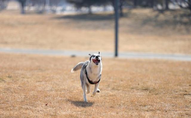 发育宝狗粮适合什么犬种,信元发育宝狗粮